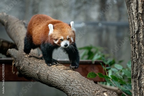 Red Panda on a tree.