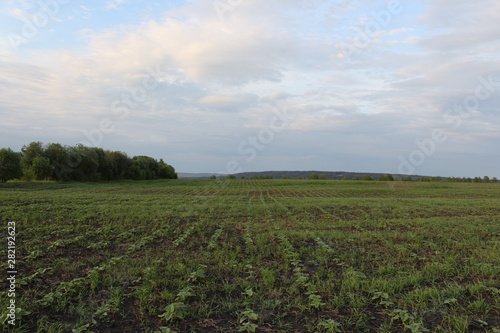 planted field