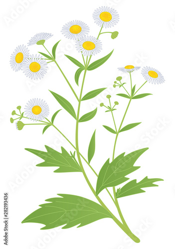 Wildflowers blooming in Japan.“Annual fleabane”