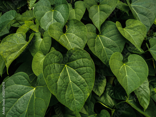 beautiful green betel leaves texture background