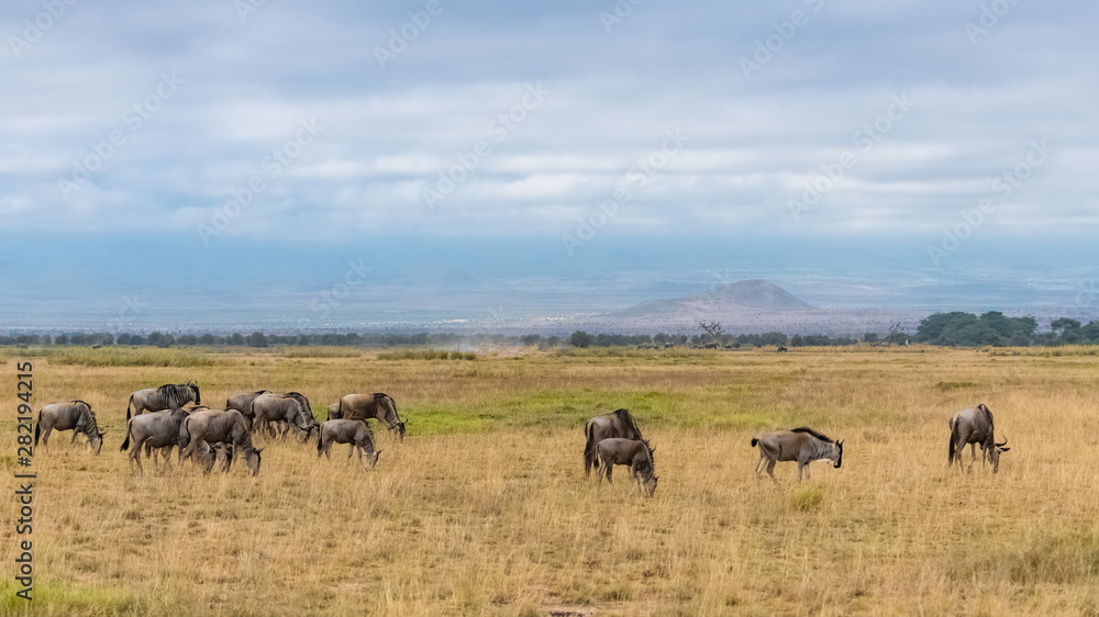 wildebeests, herd of gnus in the savannah in Africa, in the Amboseli reserve