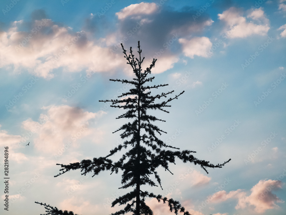 pine tree silhouette blue sky pine tree silhouette blue sky