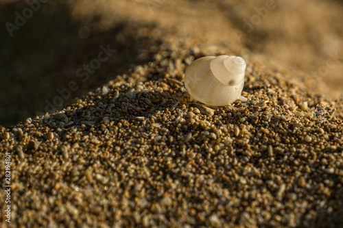Collecting Seashells