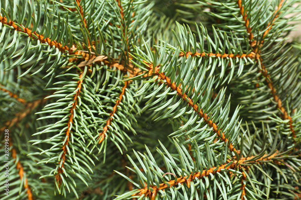 Branches of Christmas tree, closeup Branches of Christmas tree, closeup