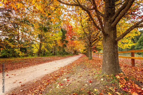 Country roads in Autumn lined with maples and deciduous trees