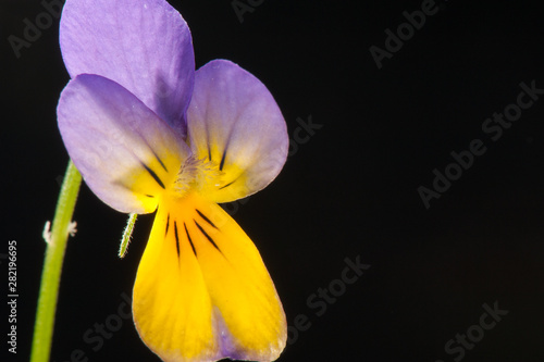 pen  e sauvage ou violette tricolore sur fond noir 