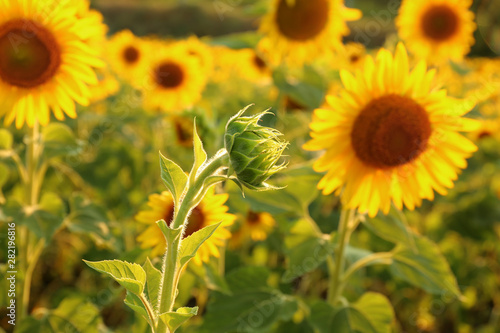 Beautiful sunflower field on summer day