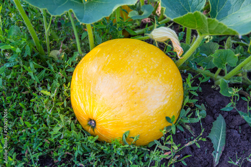 Round yellow pumpkin is on the vine in the grass