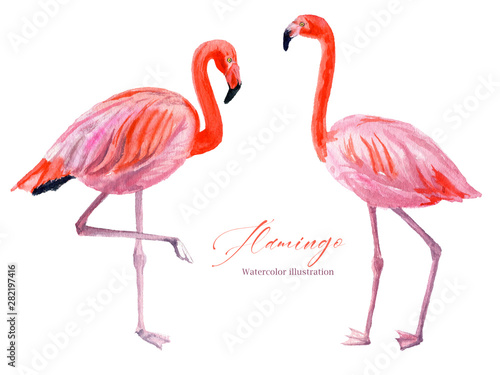 Card with watercolor illustration of elegant pink flamingos isolated on white background