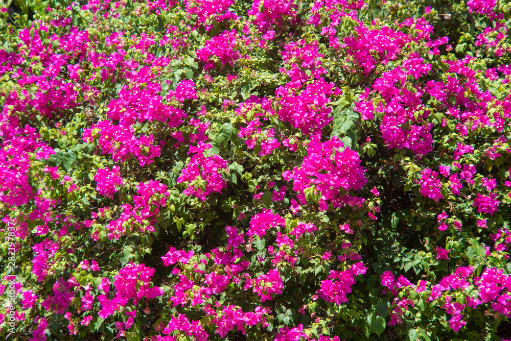 Bougainvillea pink flowers in a garden park.