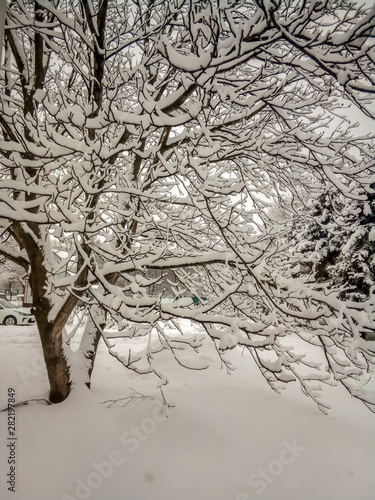 tree in snow