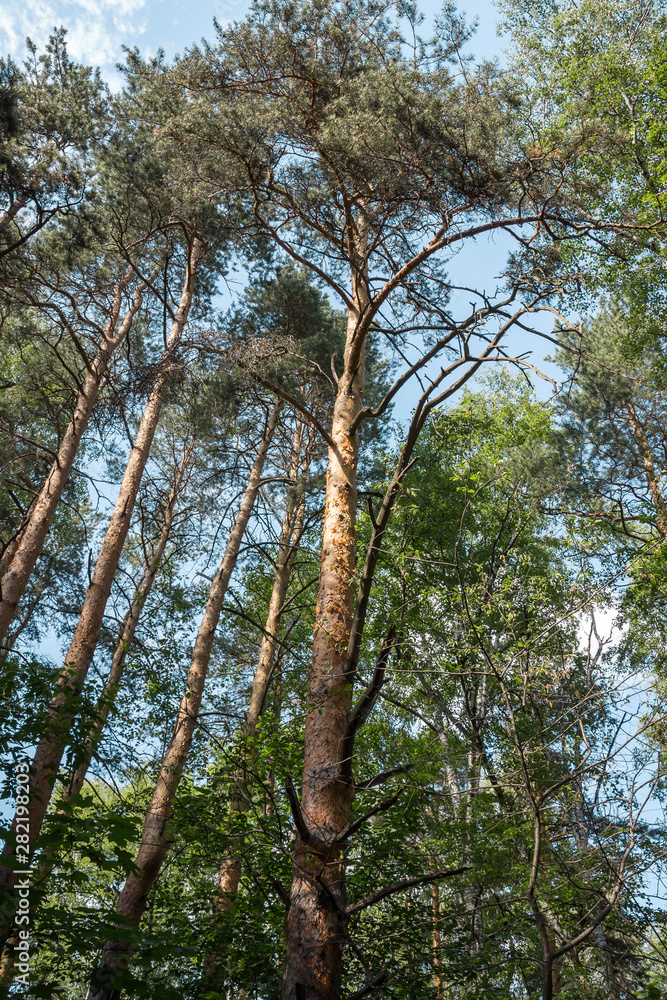 Fototapeta premium bottom view of the trees