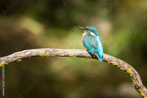 Male kingfisher from behind.
