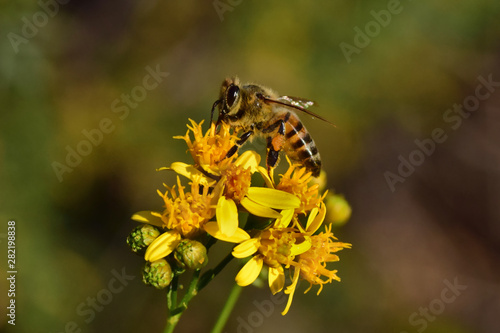 A Bee on Yellow Flowers in the Southwest USA Desert © David