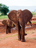 elephants African Savannah