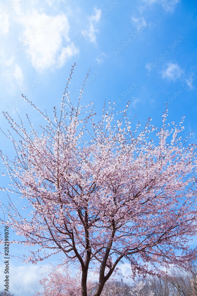 満開の富士桜、山梨県富士吉田市富士散策公園にて