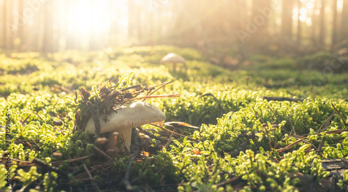 Sunny forest backdrop with mushroom. Autumn forest morning with bokeh background.