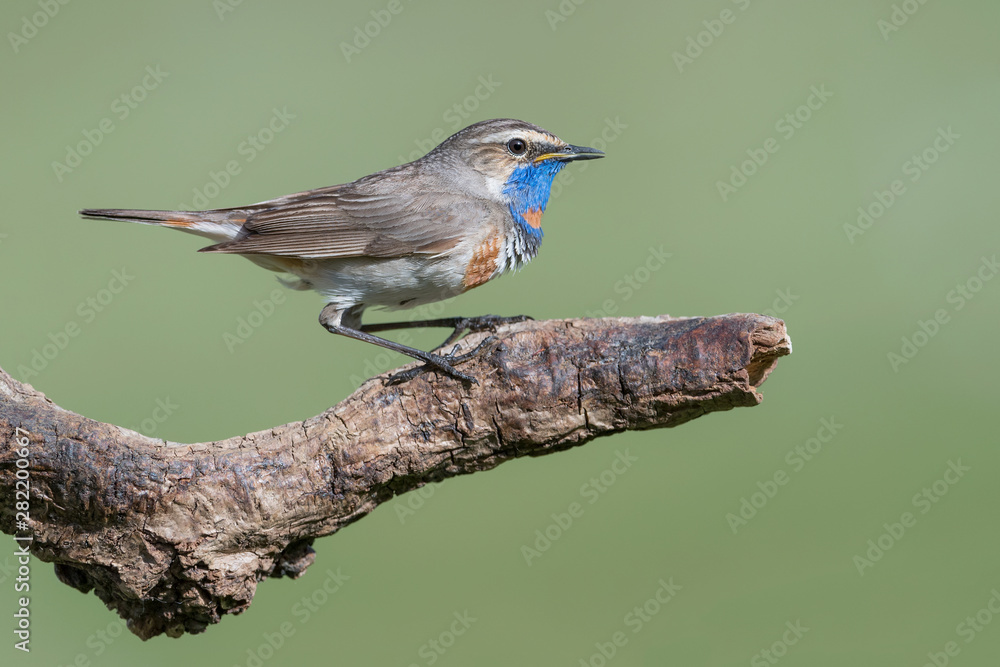 Awesome portrait of Bluthroat (Luscinia svecica) Awesome portrait of Bluthroat (Luscinia svecica)