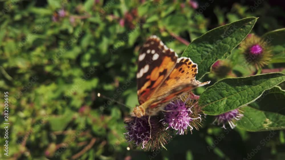 Painted Lady butterfly ,part of the Nymphalids family, feeding on a buddleia flower on a hot summer day in Scotland Painted Lady butterfly ,part of the Nymphalids family, feeding on a buddleia flower on a hot summer day in Scotland