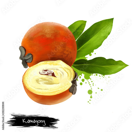 Bild auf Leinwand Kamagong, mabolo, talang, butter fruit, velvet apple