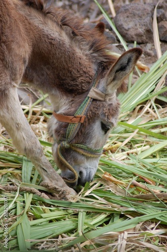 Portrait of a donkey eating sugarcane grass 