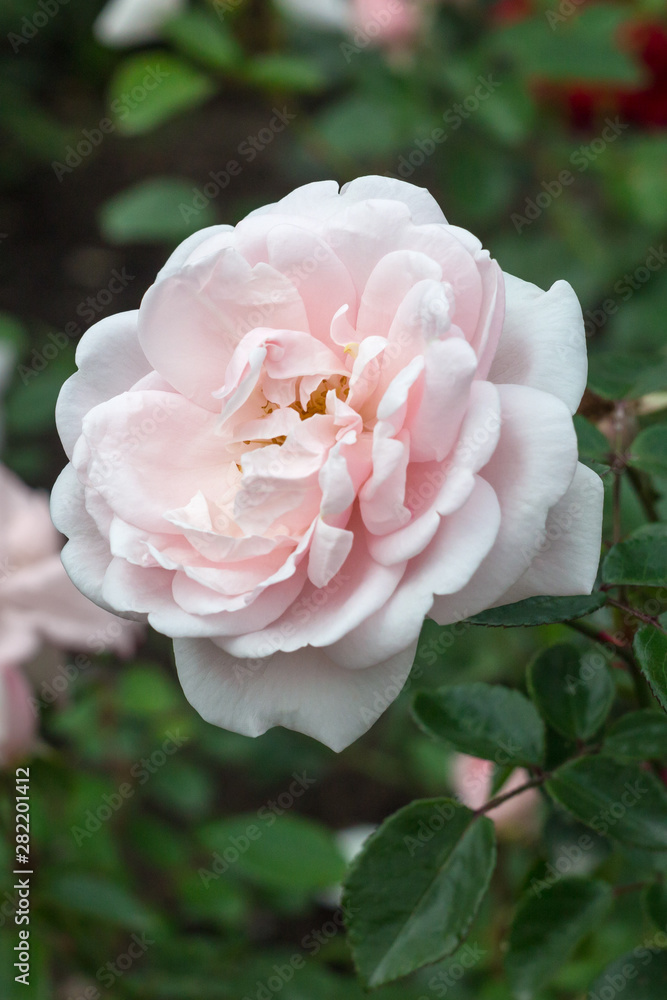 rose flower in garden