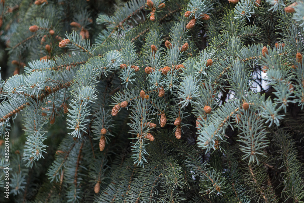 Pine branch with cones, shallow depth of field.