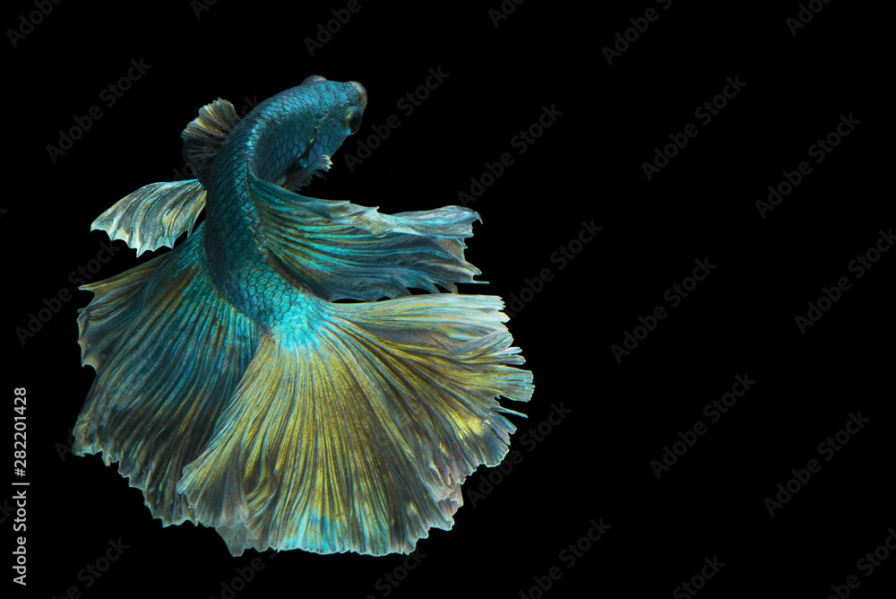 Dark green betta fish Dark green betta fish
