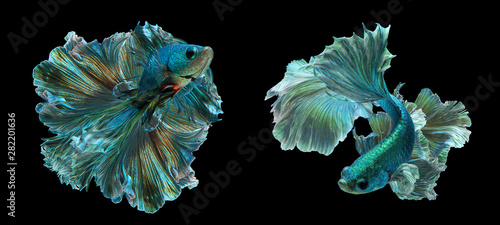 Foto Two Dark green betta fish Fancy Halfmoon Betta The moving moment beautiful of Siamese Fighting fish in Thailand