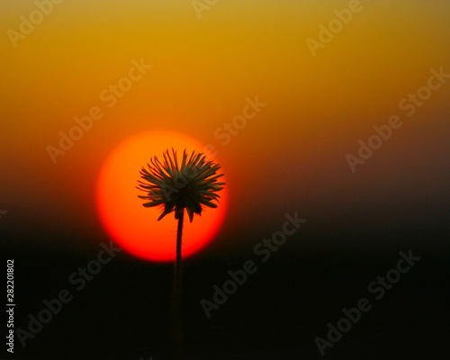 dandelion on sunset background