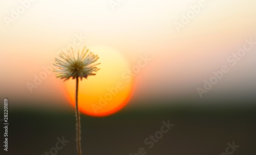 dandelion on sunset background