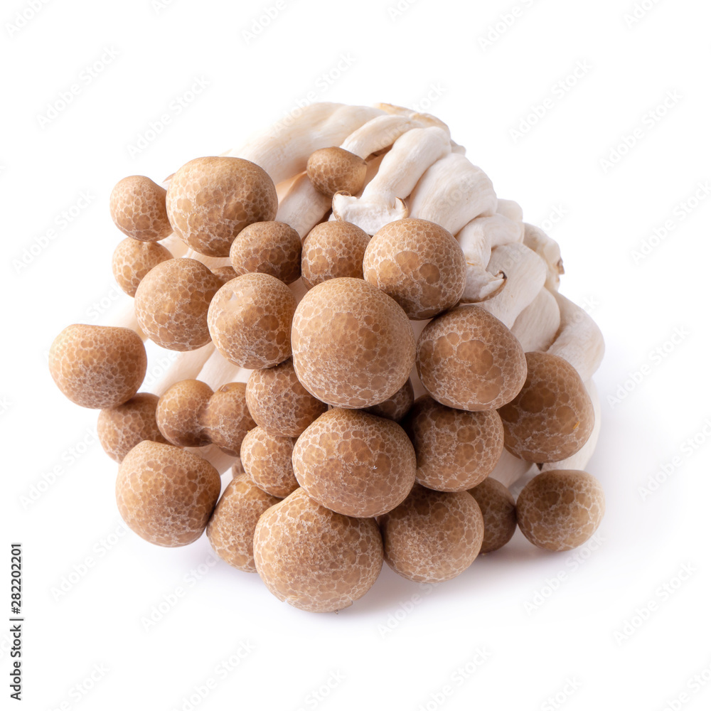 shimeji mushrooms brown varieties isolated over white background shimeji mushrooms brown varieties isolated over white background