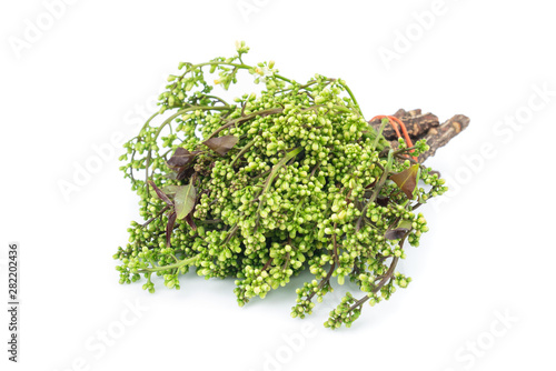 Siamese neem tree, Nim, Margosa or Quinine (Azadirachta indica A. Juss. Var. Siamensis Valeton) isolated on white background.vegetables photo