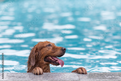 Golden Retriever dog on the edge of the pool