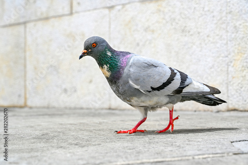 a pigeon walking in the city of Pula