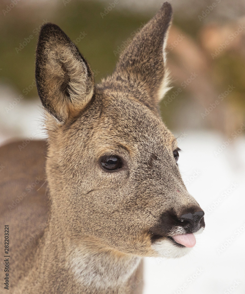 Roe deercapreolus, Roe deercapreolus,