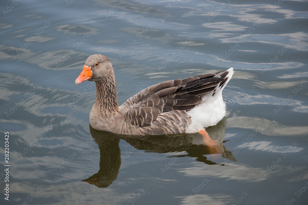 Fototapeta premium Goose swimming in a lake