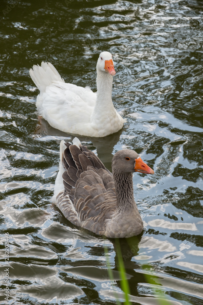Fototapeta premium Goose swimming in a lake