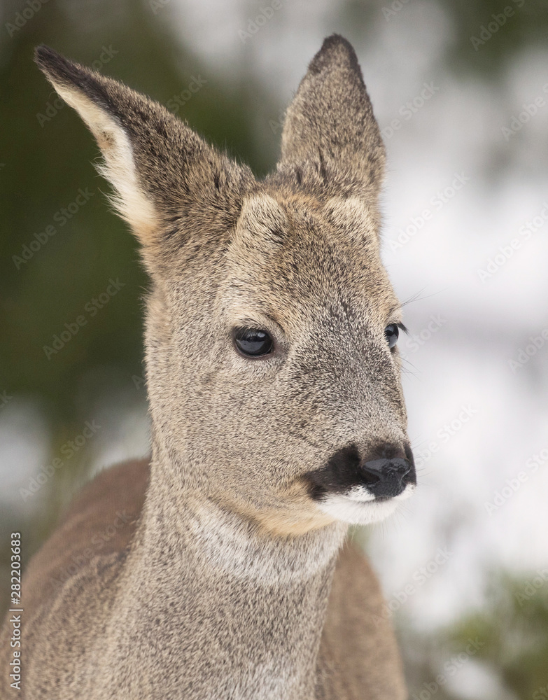 The roe deer (Capreolus capreolus), also known as the roe, western roe deer or European roe, is a species of deer. The male of the species is sometimes referred to as a roebuck. The roe deer (Capreolus capreolus), also known as the roe, western roe deer or European roe, is a species of deer. The male of the species is sometimes referred to as a roebuck.