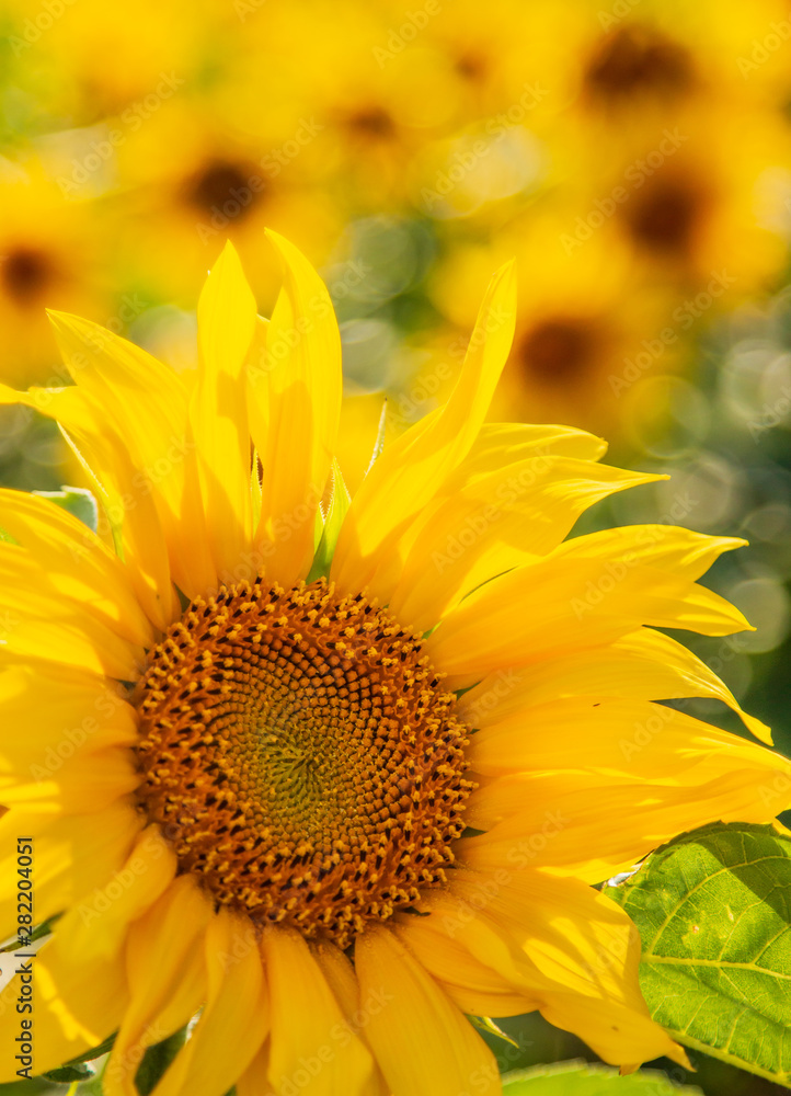 yellow big sunflower flowers as background yellow big sunflower flowers as background