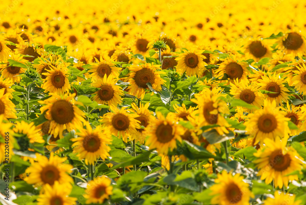 sunflower flowers on the field as background sunflower flowers on the field as background