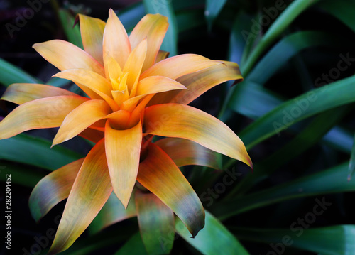 Bromeliad tropical plant colorful flower blooming in spring season at Bromeliad market,Aechmea fasciata, Urn plant, Bromeliaceae, guzmania,Bromelia photo