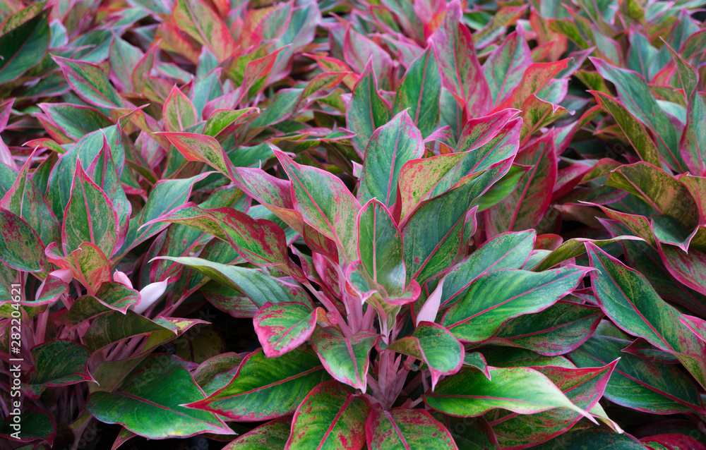 Obraz premium Tropical leaf,Aglaonema ornamental pink,red and green leaves foliage plant at garden,nature texture background