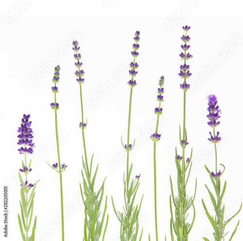Bunch of lavender on a white background. Botanical illustration at vintage style. Lavender flowers in closeup.