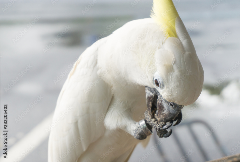 Buy Bird Nail File online | Lazada.com.ph