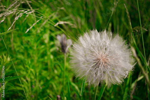 Big white Tragopogon in green grass