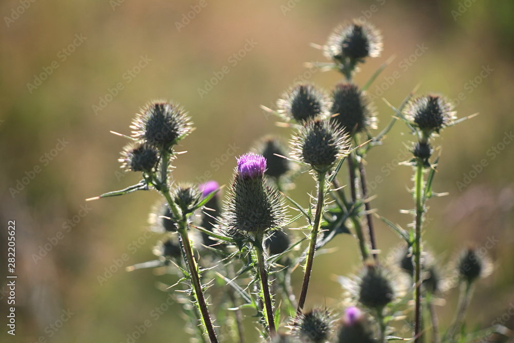Cirsium vulgare, known as Spear Thistle, Common Thistle or Bull Thistle Cirsium vulgare, known as Spear Thistle, Common Thistle or Bull Thistle