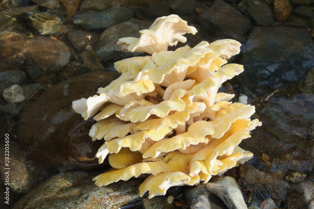 oyster mushroom lemon (Pleurotus) on the background of the stream.