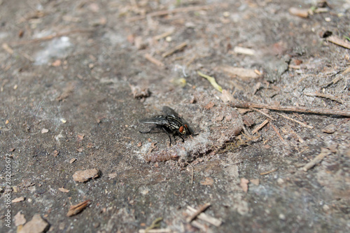 Fly in macro on the ground. Black fly close-up with red eyes.