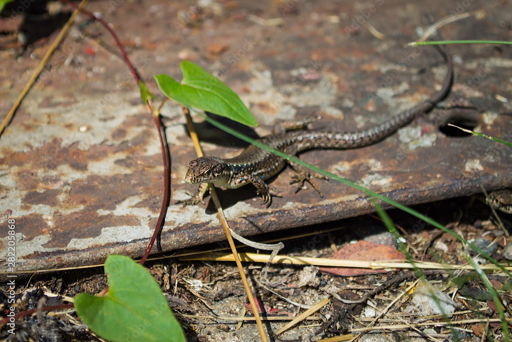Obraz premium Little brown lizard with blue dots in macro